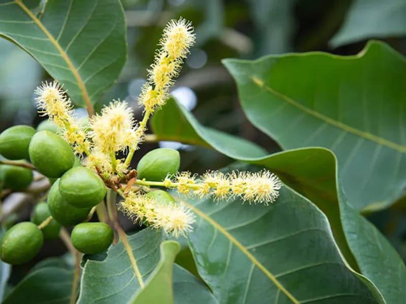 Dizanteri ve Basur Şikayetlerine Doğal Çözüm: Karahalile (Terminalia chebula)
