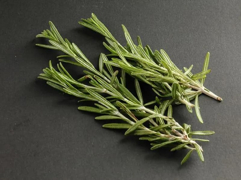 Biberiye ve Bilişsel Sistem Üzerine Etkileri