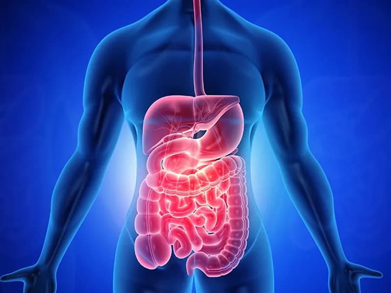 Sindirim ve Bağırsak Sağlığının Desteklenmesi